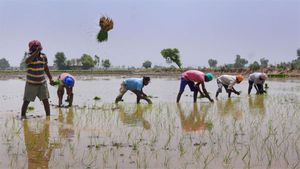 Rajkot Rain: રાજકોટમાં માવઠાના કારણે સર્જાઇ તારાજી, ઘણા પાકને નુકસાન