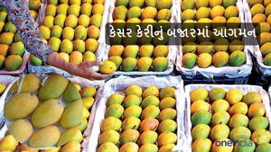 Junagadh News: જૂનાગઢ માર્કેટિંગ યાર્ડમાં કેસર કેરીની આવક વધી, કેરીના ભાવમાં થશે ઘટાડો