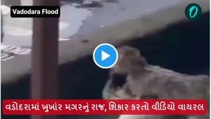 વડોદરામાં ખુખાંર મગરનું રાજ, શિકાર કરતો વીડિયો વાયરલ
