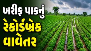 સૌરાષ્ટ્રમાં ૬૦%થી વધુ ખરીફ વાવેતર સંપન્ન: મગફળી અને કપાસનું બમ્પર વાવેતર