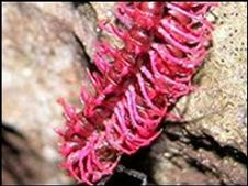 New species discovered in the Mekong
