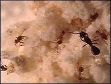 ऐंट(ant) और आर्मी (army) में संबंध?