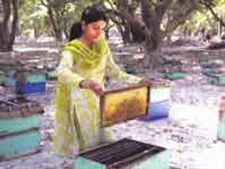 शहद की रानी- अनीता कुमारी