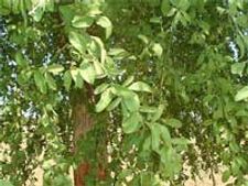 विश्व पर्यावरण दिवस पर आप करें पहल 