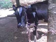 गाय पालते हैं पर दूध नहीं पीते  