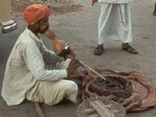 यहां दहेज में देते हैं नाग, बीन और पिटारा