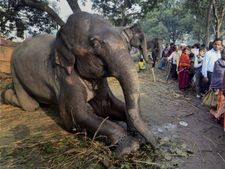 सोनपुर मेला : जहां अंग्रेज पहुंचते थे छुट्टियां मनाने