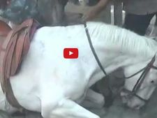 Video-बर्बर भाजपा विधायक ने घोड़े की टांग डंडे से मार-मार तोड़ी