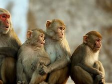 पॉपुलेशन कंट्रोल के लिए अब बंदरियों को खिलाई जाएंगी गर्भनिरोधक गोलियां