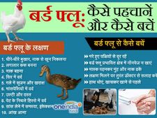 जानिए बर्ड फ्लू के बारे में: लक्षण और बचाव के तरीके