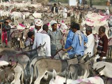 ये 15 फैक्ट्स पढ़कर आप कह सकते हैं-अगले जनम मोहे गधा ही कीजौ