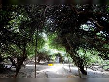 रात को श्रीकृष्ण आते हैं या नहीं, यह पता लगाने वृंदावन के वन में आ छिपी बिहार की मेडिकल छात्रा, जा​नें फिर क्या ?