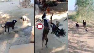 Murga Dog Fight Video : मुर्गे से पंगा लेना 2 कुत्तों को पड़ा भारी,  चोंच मार मारकर दोनों का किया ये हाल