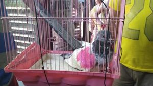 भारत में पकड़े गए 'जासूस' कबूतर के पाकिस्‍तानी मालिक ने पीएम मोदी से मांगी मदद