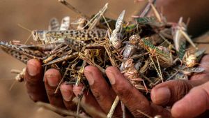  पाकिस्‍तान: टिड्डी पकड़कर एक रात में 20,000 तक कमा रहे हैं किसान, स्‍कीम को पूरे देश में लॉन्‍च करेंगे इमरान खान