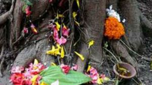 Sawan Somvati Amavasya  2020: पीपल के पेड़ की पूजा चमका देगी भाग्य