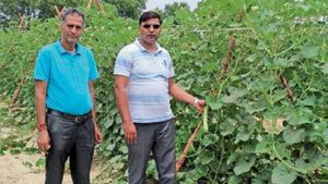 सरकार की किसानों से अपील- वर्टिकल फार्मिंग अपनाएं, पानी बचाएं, देंगे अनुदान