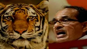 International Tiger Day : भोपाल के वन क्षेत्र में 2006 में एक भी बाघ नहीं था, अब बाघों की संख्या बढ़कर हुई 18