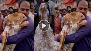 Goat Viral VIDEO : मंडी में बिकने आया बकरा मालिक के गले लगकर खूब रोया, कोई नहीं रोक पाया आंसू 