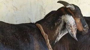 बकरे की कुर्बानी देने के जुर्म में 3 मुसलमान गिरफ्तार, मामला दर्ज