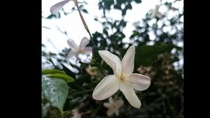 Importance of flowers: पुष्पों का महत्व केवल देवपूजा में ही नहीं, आयुर्वेद में भी है