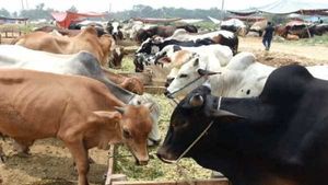 Cow Slaughter Act: क्या है गोवध नियंत्रण कानून, जानें किन राज्यों में गौहत्या पर रोक नहीं 