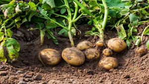 GM Crops: क्या होती हैं जीएम फसलें? इनसे भारतीय कृषि को फायदा होगा या नुकसान?