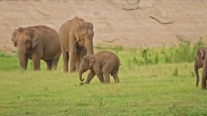 Pink Elephant: फेसबुक पोस्ट में दावा- भारत में गुलाबी हाथी दिखे, Fact Check में जानिए पूरी हकीकत