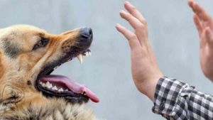 Street Dogs: भारत ही नहीं बल्कि दुनियाभर में मुसीबत बन गए हैं आवारा कुत्ते