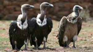 Vulture Population: जानें क्या महत्त्व है पर्यावरण बचाने में गिद्ध का, कैसे इन्हें बचा रही है सरकार