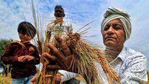 Farmers Crop Loss: ओले और बारिश से फटा किसानों का कलेजा, देशभर में बर्बाद हो रहीं फसलें, जानिए कितना नुकसान