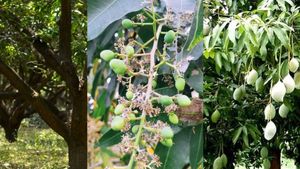 Mango Farming Tips: पेड़ में नहीं टिक पा रहे आम के फल,  बदलना होगा छिड़काव का तरीका