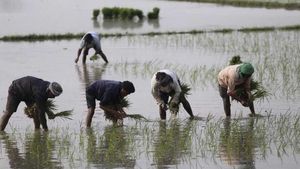 आंध्र प्रदेश के नेल्लोर में किसानों को भा रही प्राकृतिक खेती, देखिए आंकड़े