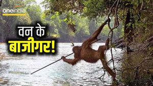 खतरों के खिलाड़ी: मछली आएगी हाथ, या फिर जाएगी जान! टेंशन नहीं, जंगल में चलता है इन्हीं का सिक्का