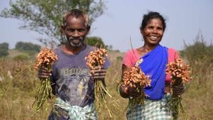 ओडिशा के आदिवासी किसानों की आय बढ़ी