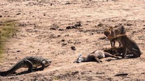 Cheetah Vs Crocodile Video: तीन चीतों पर अकेला भारी पड़ा मगरमच्छ, देखें कैसे मुंह से छीन लिया शिकार