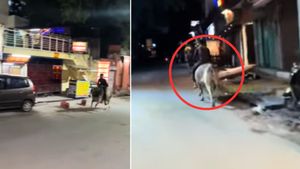 WATCH: सांड की सवारी करता दिखा युवक, बीच सड़क पर ऐसे दौड़ाया कि लोगों के उड़े होश 