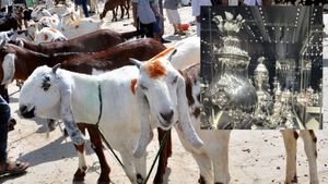 Bakrid 2023: बकरीद का चांदी के दाम से क्‍या है खास कनेक्‍शन? जानें किन्‍हें जरूर करनी चाहिए 'कुर्बानी' 
