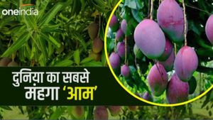 Miyazaki Mango: 2.75 लाख रुपये का 1 Kg आम, सिलीगुड़ी मैंगो फेस्टिवल की 'जान', उमड़ी भीड़ 