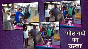VIDEO: गपा-गप गोलगप्पे डकार रहा ये लंगूरी बंदर, क्या आप दे सकते हैं इसको टक्कर?