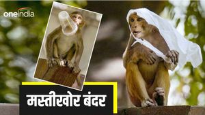 आसमान से 'आग' की बारिश! गिलास से बुझेगी प्यास या फटे थैले से ढकेगा सिर, मस्तीखोर बंदरों की तस्वीरें 