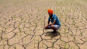 Punjab Agriculture: हरित क्रांति का अगुआ, जैविक खेती में क्यों पिछड़ गया? 