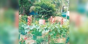 तेलंगाना में टैरेस फार्मिंग को बढ़ावा देने के लिए हॉर्टिकल्चर सोसाइटी ने उगाईं 100 विदेशी किस्में 