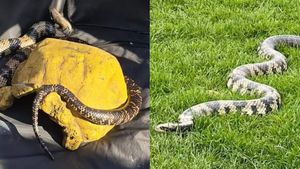 कॉलोनी के पार्क में अपने 20 पालतू सांपों को लेकर पहुंचा शख्स, बोला- 'धूप सेंकने आया हूं'
