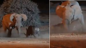 Video: गुस्से में हाथी की तरफ बढ़ा गैंडा, गुस्साए गजराज ने मारी जोरदार पटकी फिर...