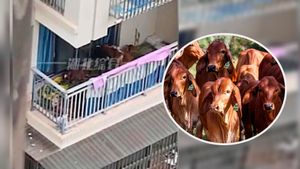 China: 5 मंजिला इमारत की बालकनी में गायों का पालन! गोबर की गंध से पड़ोसियों का निकला दम