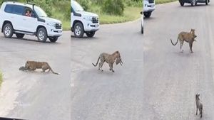 Video: लालच के चक्कर में बुरा फंसा तेंदुआ, जंगली सुअर के शिकार के बाद कर दी ऐसी हरकत, देखता रहा मुंह