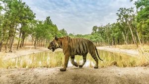Wildlife India: वन्यजीवन की नयी संभावनाओं से भरा है भारत