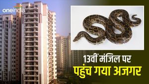 मुंबई में 13वीं मंजिल पर अजगर देख सहमे लोग, वन विभाग की टीम ने किया रेस्क्यू