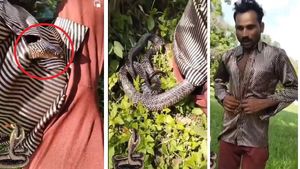 'इतना भयानक VIDEO कभी नहीं देखा', शख्स की शर्ट में घुसा सांप, इस तरह बची जान